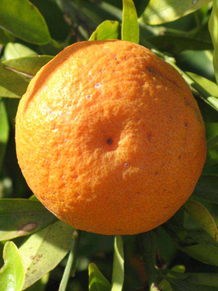            Fruit (Riverside, CA)   